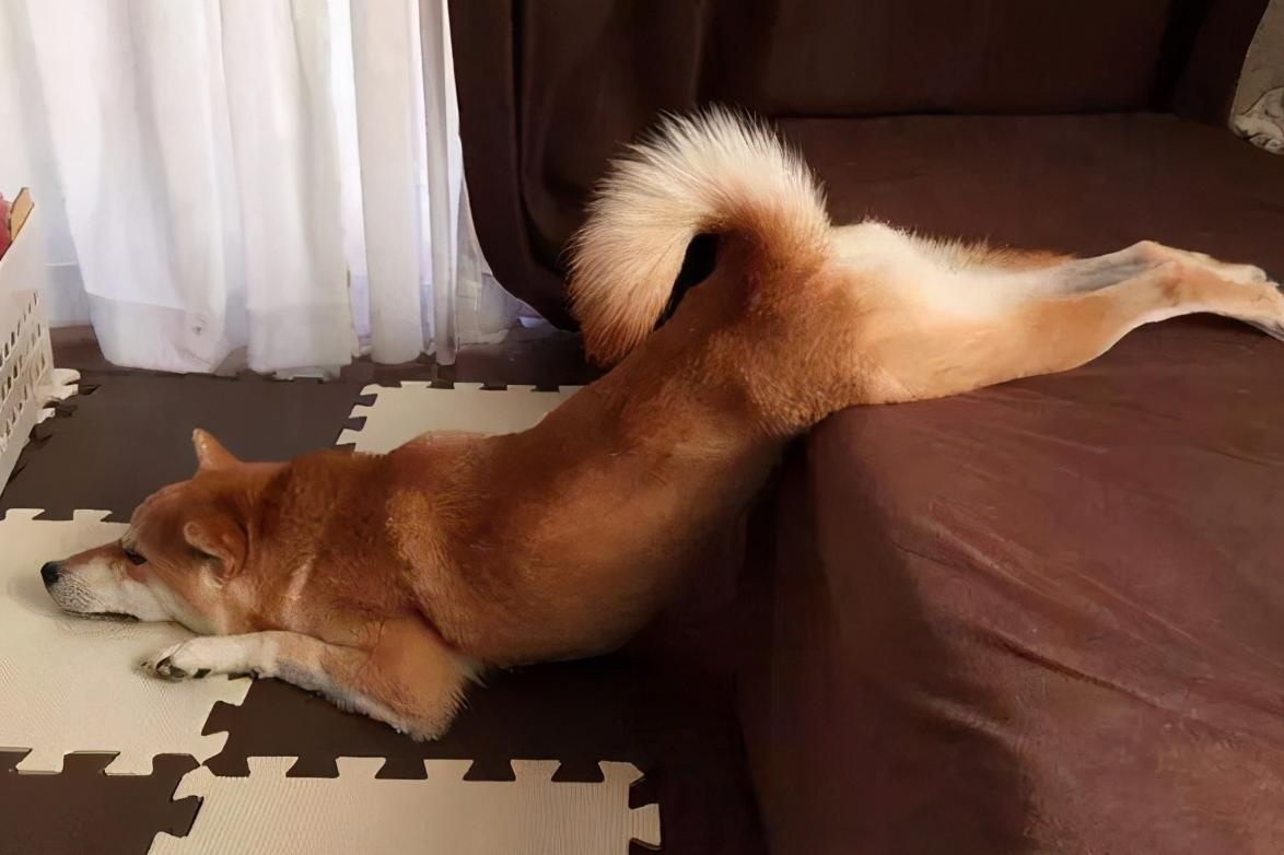 狗狗一生太短我们要好好善待它们,狗狗寿命短总会难过的