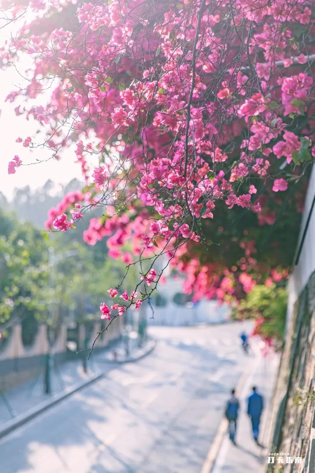 深圳樱花专列,深圳蛇口樱花列车