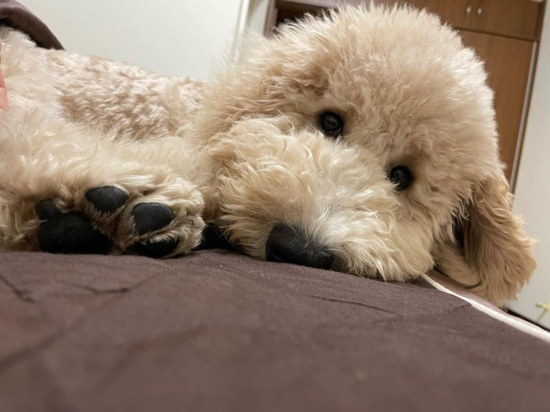 巨型贵宾犬发狂,巨型贵宾犬在家乱叫