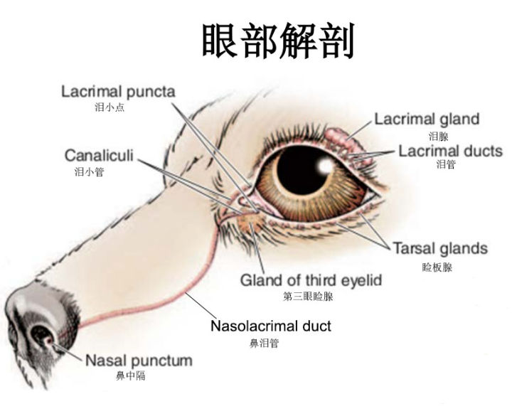 狗狗的眼里含着泪,狗狗的眼睛有分泌物怎么处理