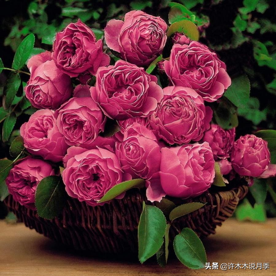 没钱别种欧月，有钱人才能种得起？木木教你用最少的钱种好欧月