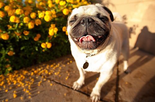 巴哥犬爱干净,巴哥犬的眼睛怎么保养