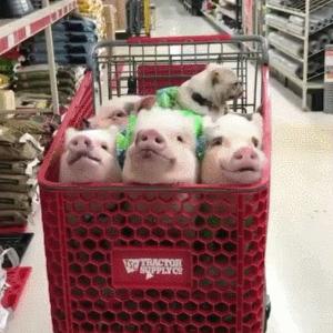 双11不看价格买手机,双11你们准备买什么呀