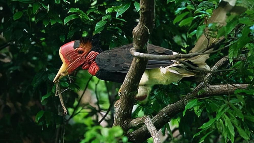 头骨最值钱鸟,头骨很珍贵的鸟