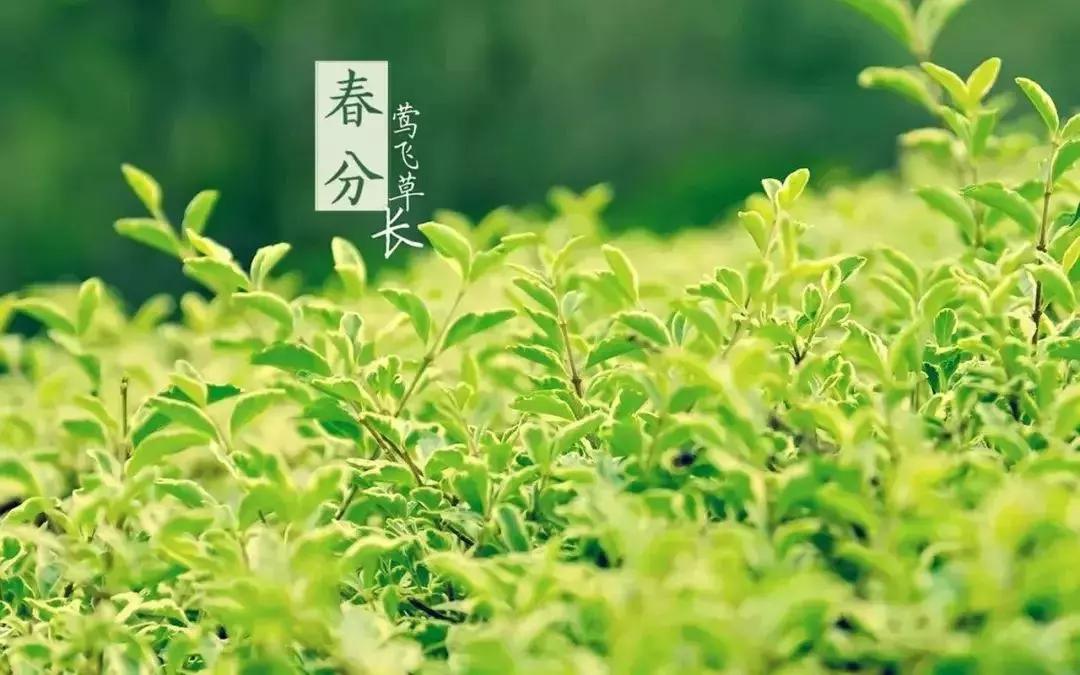 今日春分正是人间好时节,春分小常识每日分享