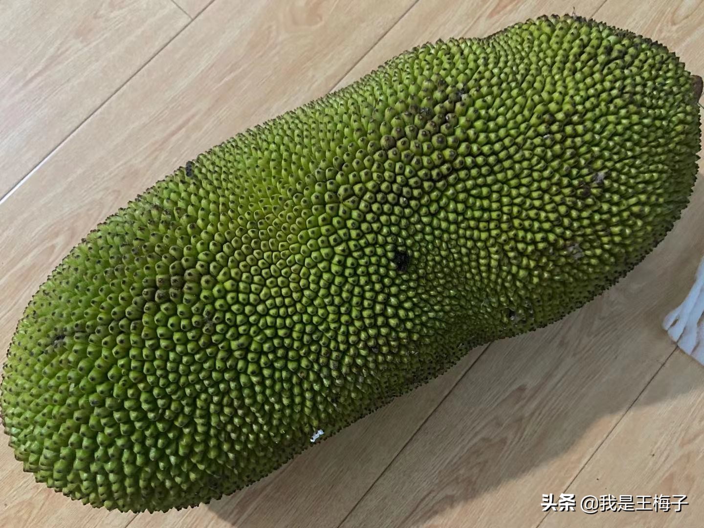 北方人有没有见过菠萝蜜,北方人没见过海南菠萝蜜