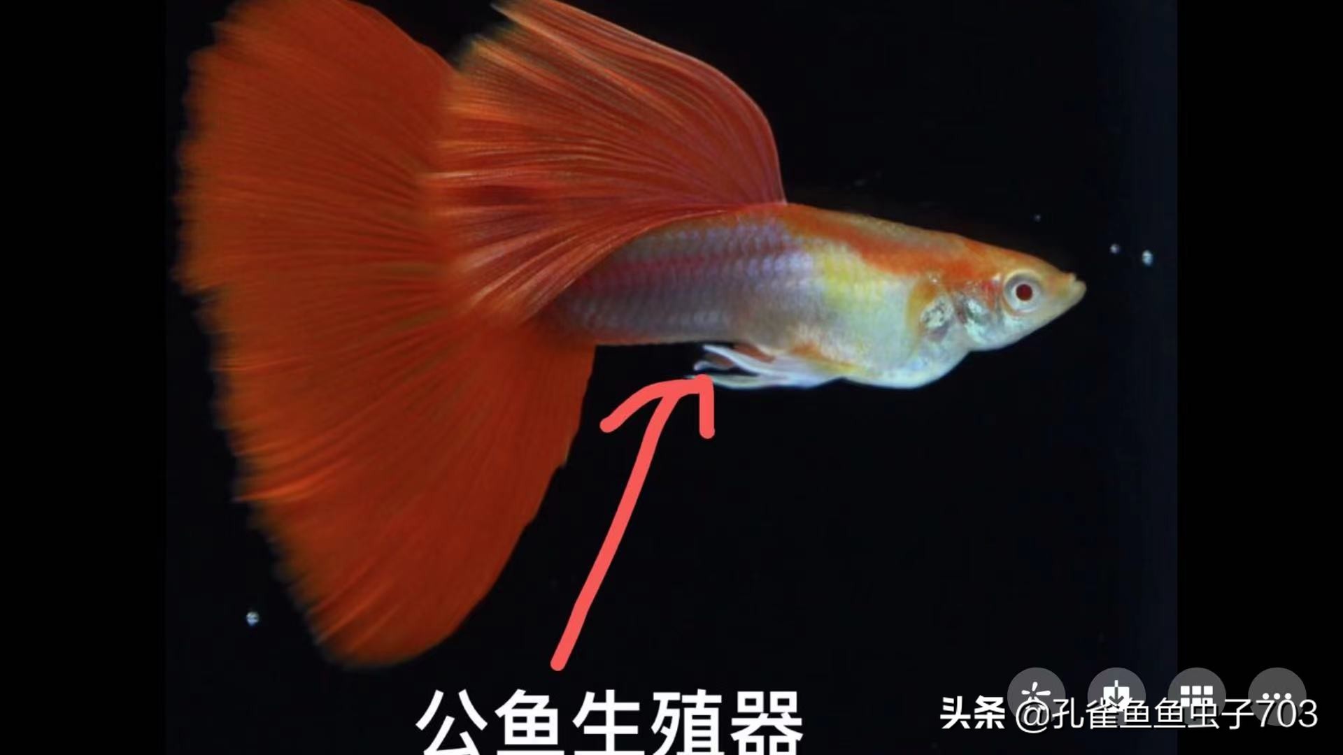 孔雀鱼都是怎么交配的？