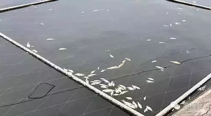 养鱼寄生虫怎么防治,养鱼类需不需要打虫