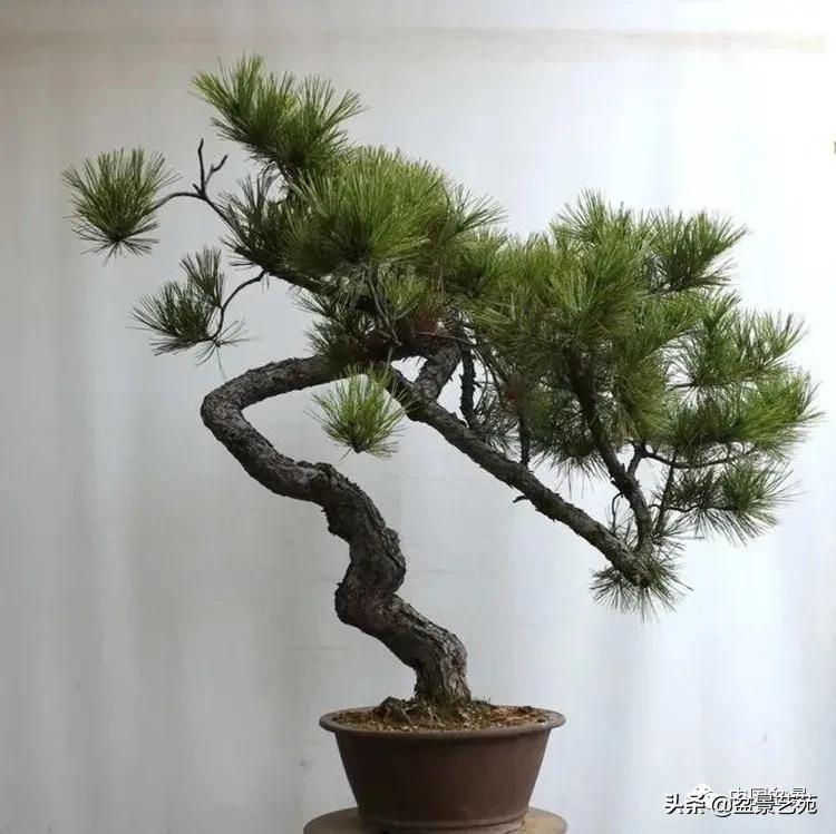 陈迪寅赤松盆景制作视频,陈迪寅作品