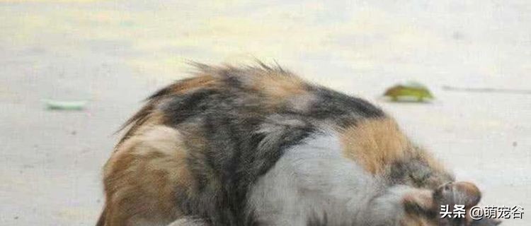 小奶猫死在母猫面前,小奶猫意外死亡猫妈妈苦苦哀求