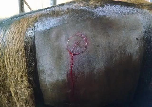 牛肚子上开了个洞里面是什么样的,在牛肚子上打个洞不会痛吗