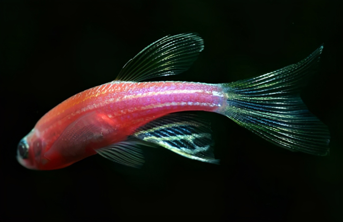 新手养鱼推荐好物品,新手养鱼推荐什么品种