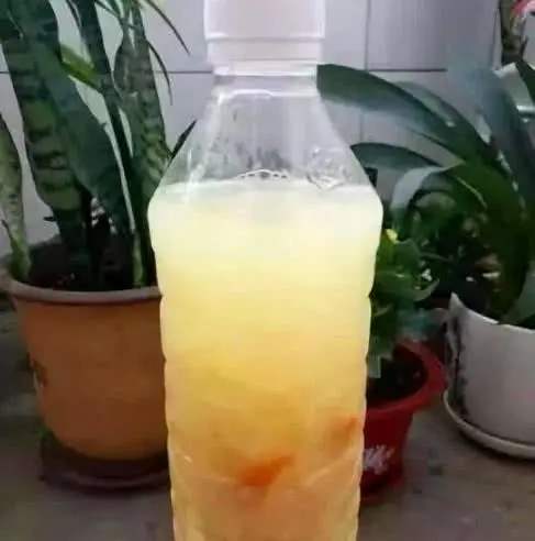 在家怎样给绿植制作氮磷钾的肥料,绿萝肥料能施金钱树吗