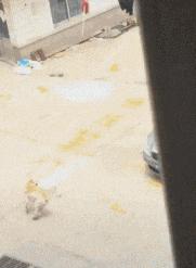 这只鹦鹉一直以为他是一只猴，所以每天都在重复做这个动作