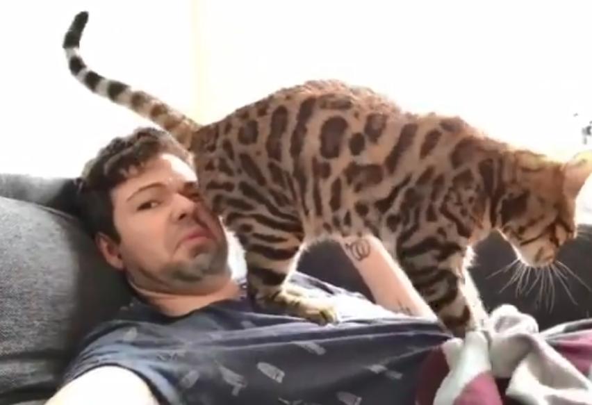 猫咪喜欢用屁股对着你啥意思,猫咪总喜欢拿屁股对着我