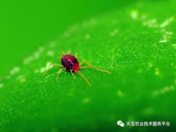 西瓜小叶病西瓜叶片卷曲原因,西瓜龙头皱缩什么原因