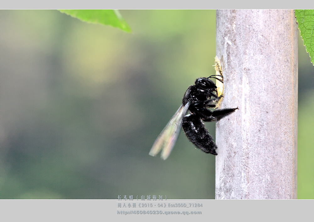 鎽勫奖绔瑰瓙鍥剧墖娆ｈ祻,鎽勫奖绔瑰瓙楂樻竻鍥剧墖
