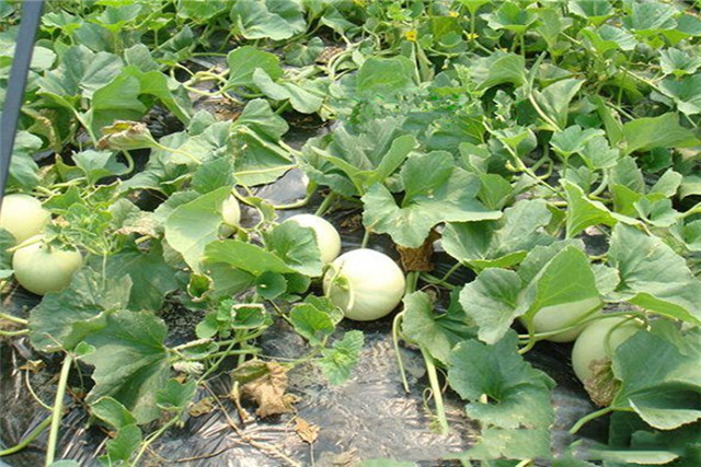 香瓜病虫害怎么防治,香瓜的病虫害防治