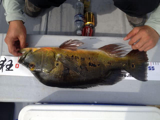 孔雀鱼凶猛,美丽凶猛观赏鱼