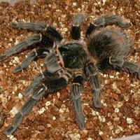 被过分*制抵**的爬宠，能不能存在于阳光之下？