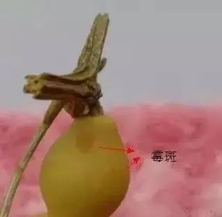 手串发霉了还能戴么,手串发霉能用除霉剂吗