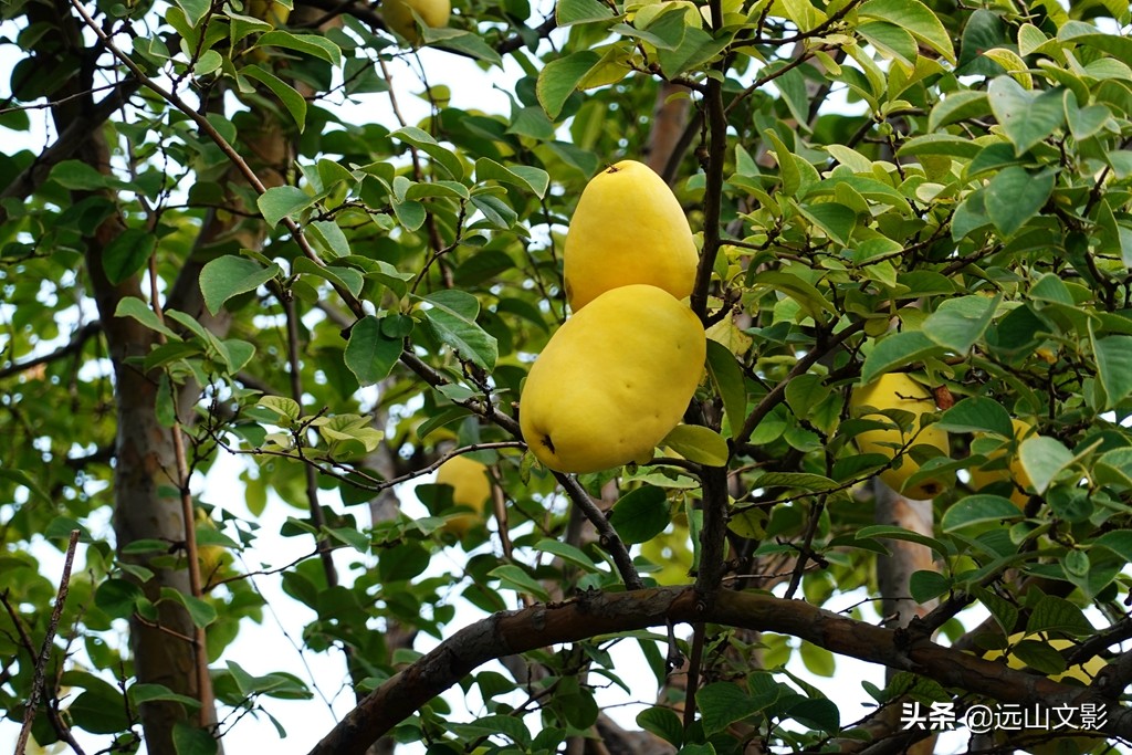 索尼黑卡二怎么拍,索尼黑卡2大光圈拍视频