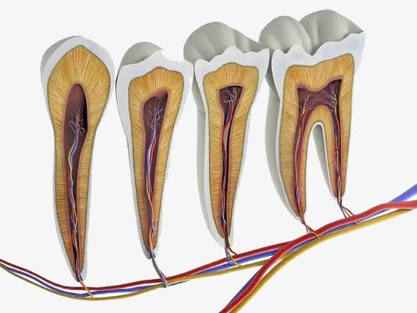 当牙疼遇上生理疼,当牙疼时为什么夜晚比白天更疼