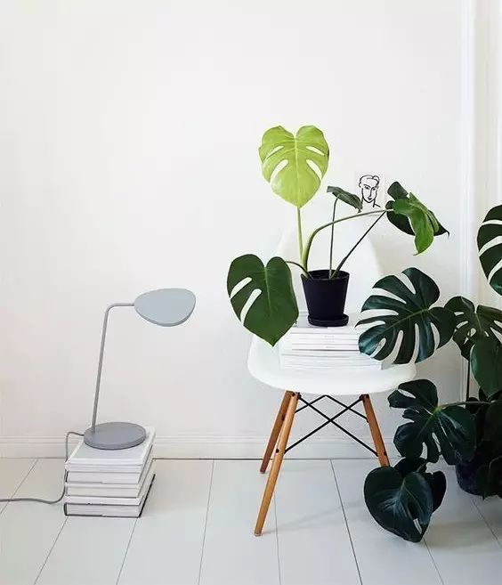 吸甲醛吸苯植物十大排行榜,什么绿色植物吸甲醛和苯