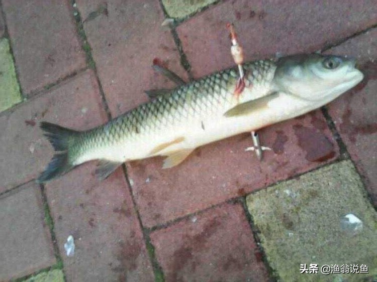 高效毒辣的“射鱼*党**”，诱人的鱼获下，却隐藏危机