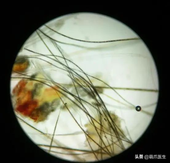 猫咪过敏是属于炎症反应吗,猫咪过敏怎么排除过敏源