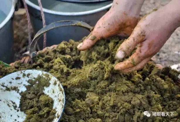 牛瘪火锅是黔东南特色美食,贵州牛瘪火锅特色美食宣传大图