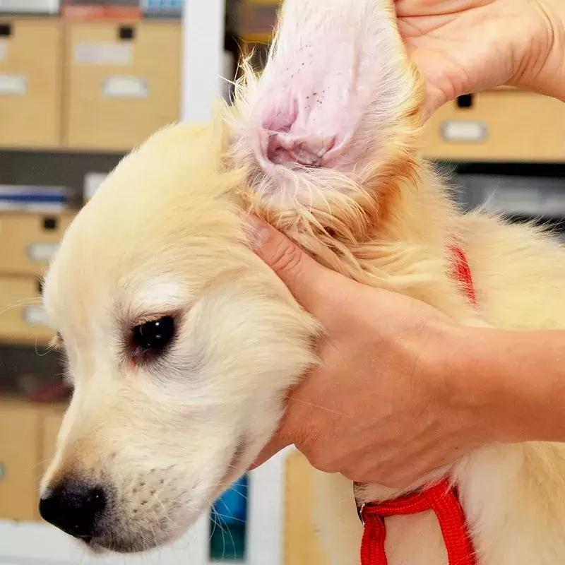 狗狗身上起红疹子是怎么回事,狗狗身上起红疹又脱毛