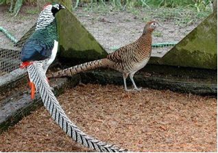 这些动物明明是“夫妻”，却没有长出一副“夫妻相”！