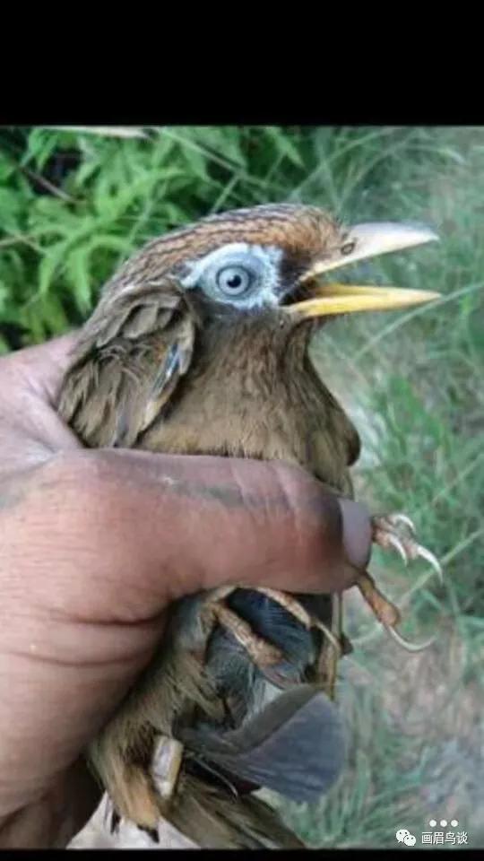 眼底黄斑打几针才算好,眼底白斑的危害