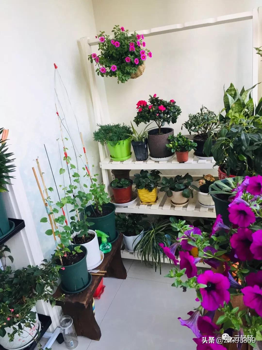 没有阳台也可以种花,没有院子没有阳台适合种什么花