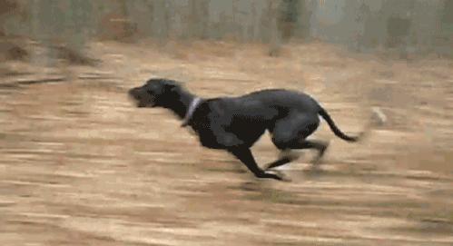 什么狗不容易生病不怕冷不怕热,狗天冷了千万别冻感冒了