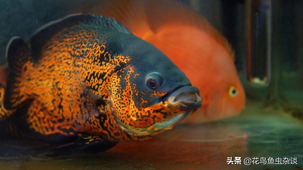 地图鱼爱吃活鱼不吃饲料,养地图鱼不爱吃东西