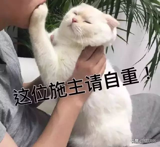 新猫到家不吃不喝怎么办,猫不吃不喝躲在角落