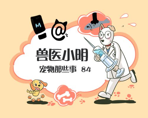 猫舍卖不掉的最后都去了哪里,猫舍里一直没卖掉的猫会怎么处理