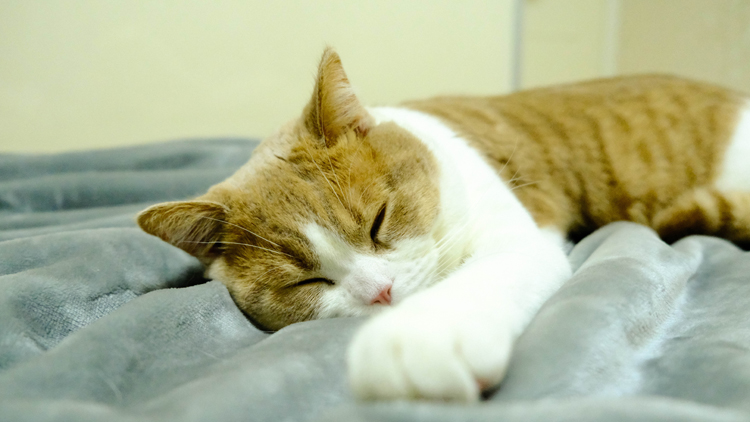 猫咪有洁癖乱拉屎怎么办,猫咪身上跳蚤应该怎么全部清除