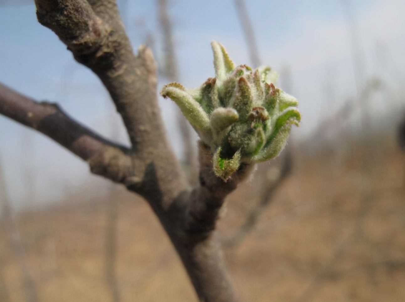 苗期如何管理根系最发达,苗期生长管理