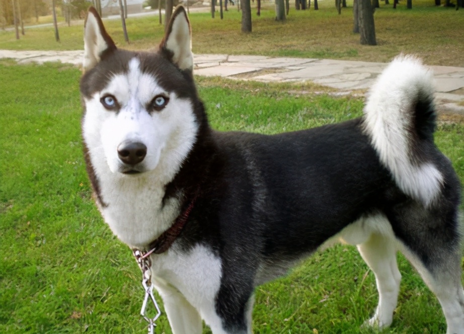 狗狗没精神没食欲大便干尿黄,狗狗食欲不振尿黄怎么回事