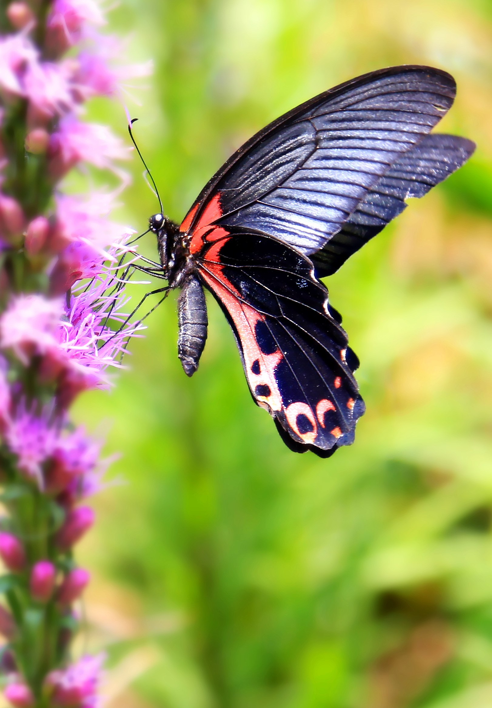 世界上的各种蝴蝶,为什么世界上有五彩斑斓的蝴蝶