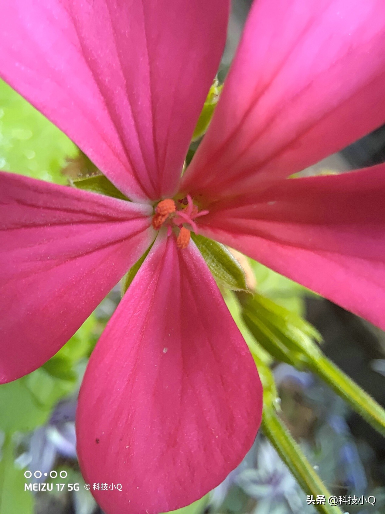 魅族17pro和魅族17,魅族17年出的哪几款手机