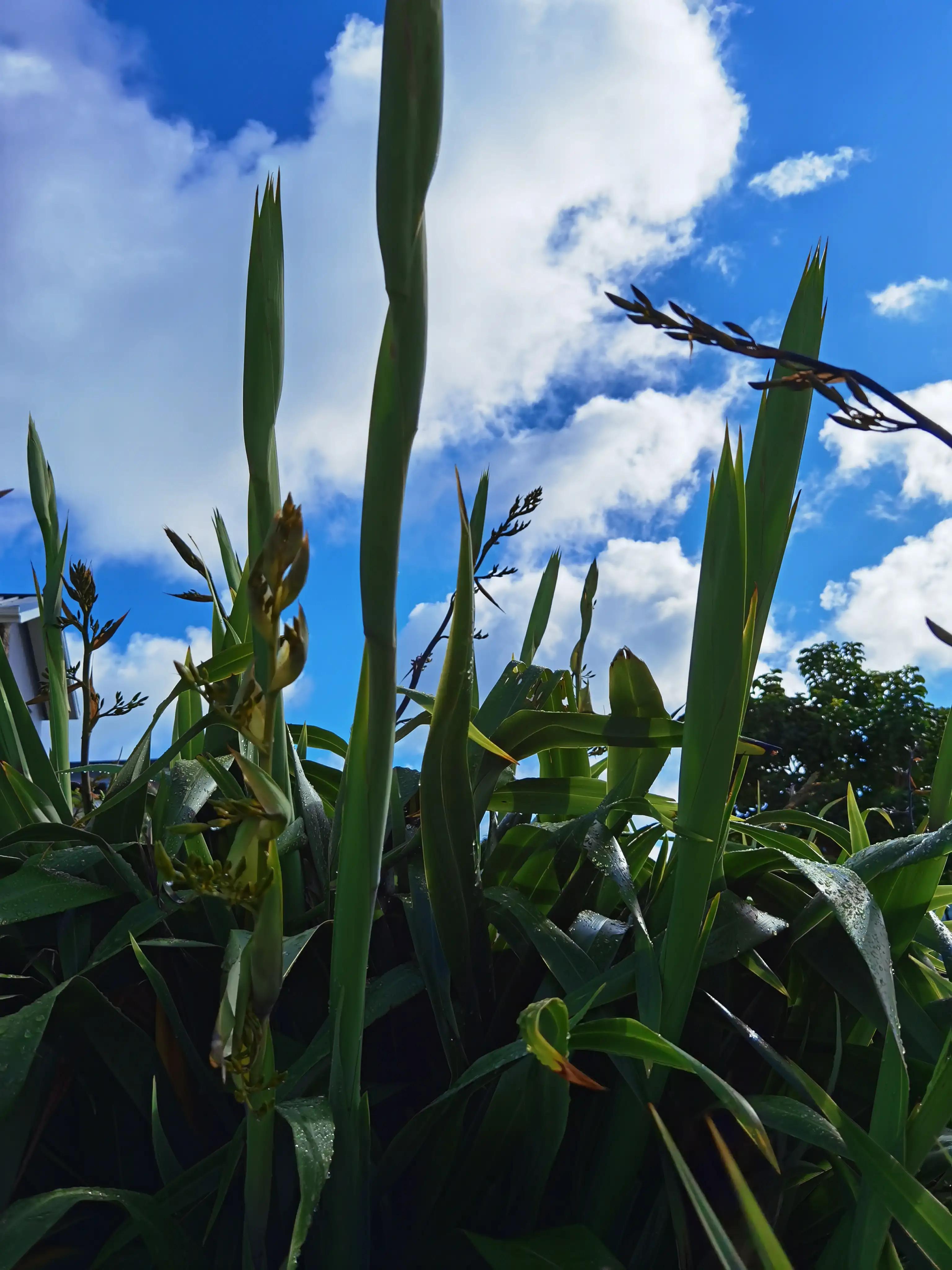 我爱全身是宝的新西兰麻