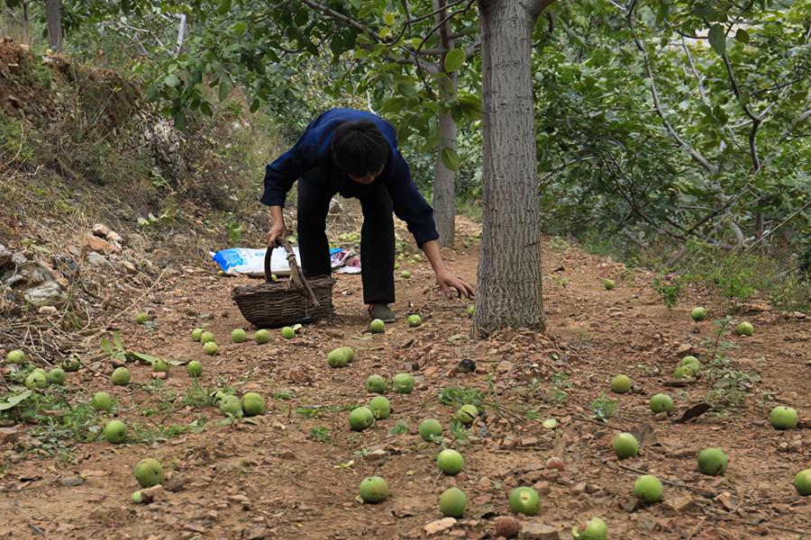 一斤3元，每年只吃3个月，去皮手染黑，一次买10斤不够吃