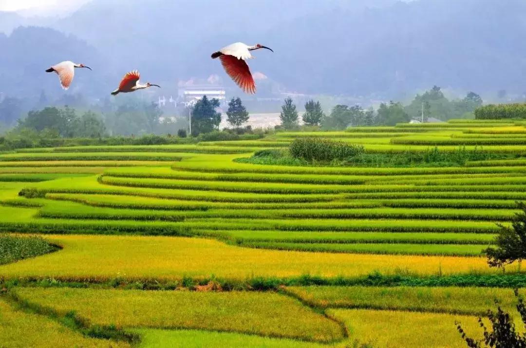 2022汉中油菜花节活动安排,2022汉中油菜花最佳观赏地