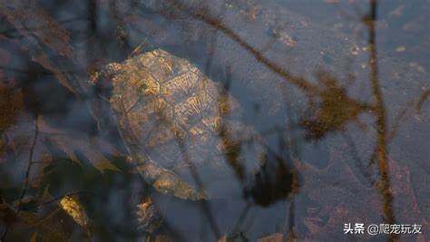 巴西龟冬天怎么养才能冬眠呢,冬天乌龟冬眠龟缸里要加深水吗