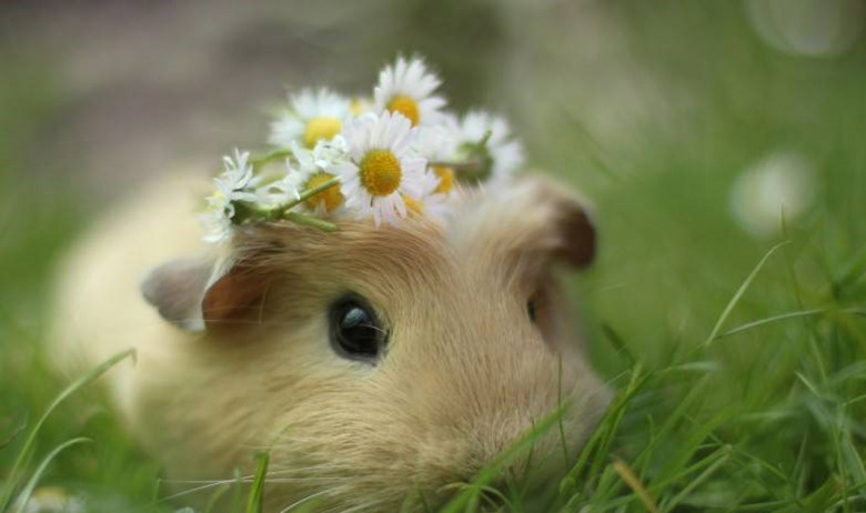 养100只荷兰猪能赚钱吗,养荷兰猪需要准备什么东西