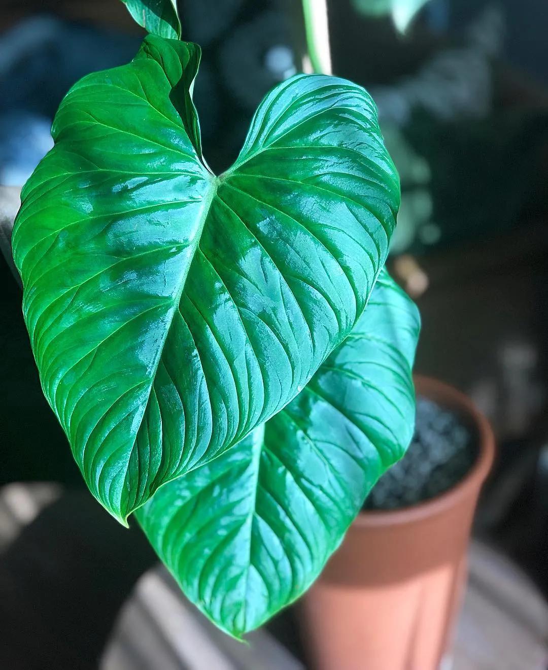 10片叶子的绿植,室内绿植盆栽一元